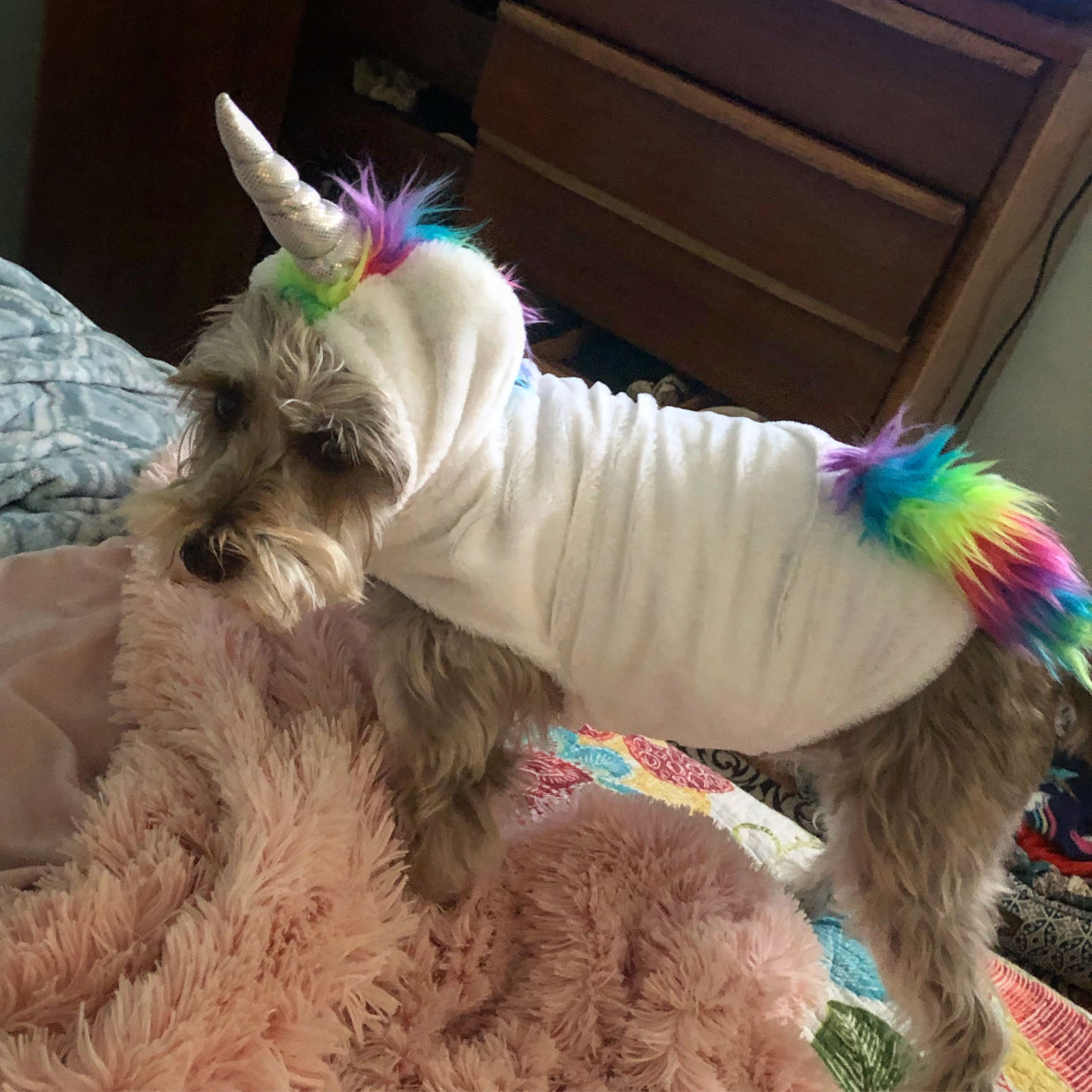 Halloween 2019